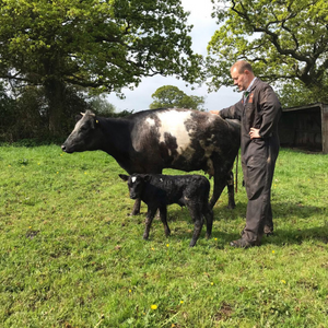 Andrew with mum and calf
