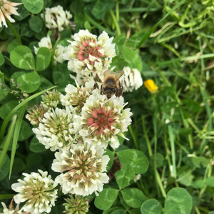 Buzzy bee
