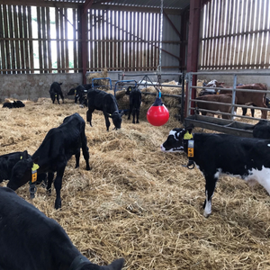 Calves in the barn