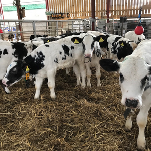 Calves on the farm
