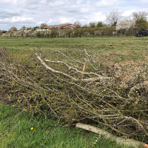Hedging is part of conservation