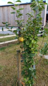 Apple tree bearing fruit
