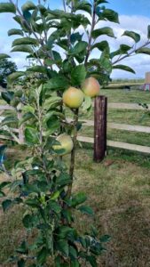 Apple tree bearing fruit 3