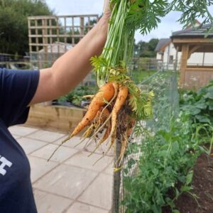 Carrots