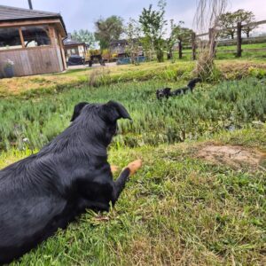 Dogs by the pond