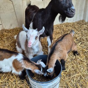 Goats agrication