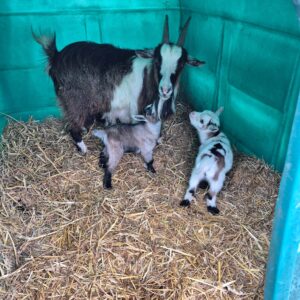 Goats and kids