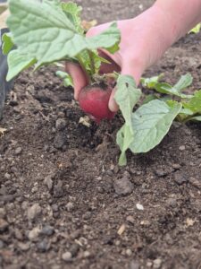Radish