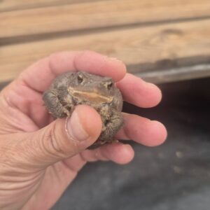 Toad