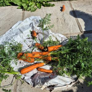 carrots1