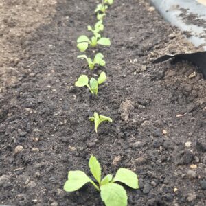 growing veg