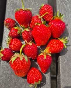 strawberries